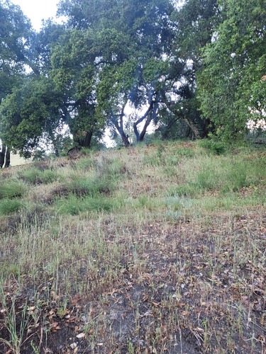 iNaturalist observation photo of Mule Deer