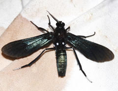 Macrocneme chrysitis