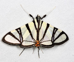 Conchylodes nolckenialis