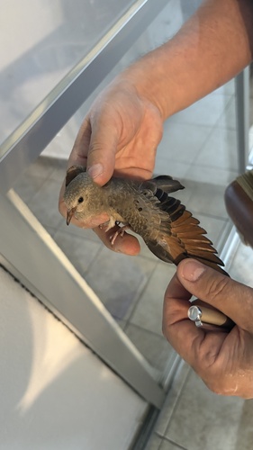 Tortolita Pico Rojo observed by cevichemitotero