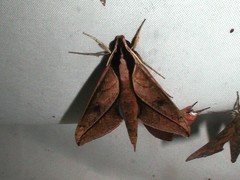 Xylophanes cyrene