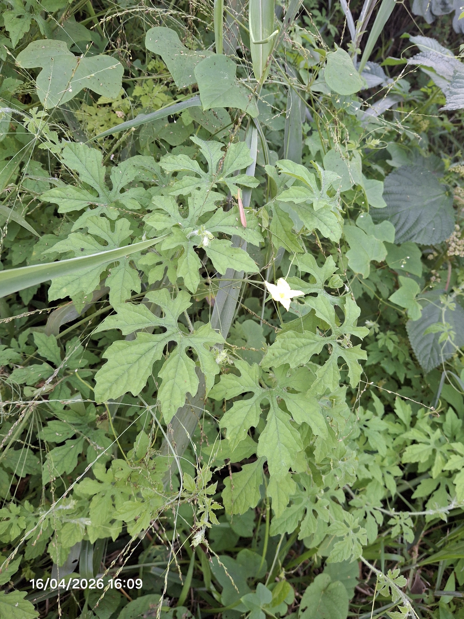 Momordica charantia