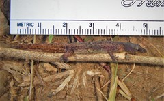 Sphaerodactylus