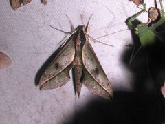 Xylophanes cyrene
