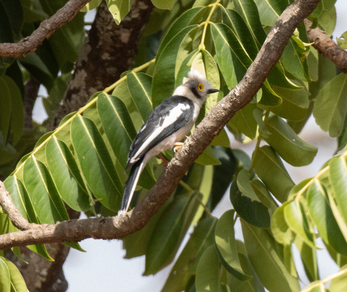 White-crested Helmetshrike (Prionops plumatus), photo 4
