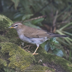 Turdus feae