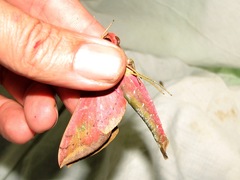 Xylophanes belti