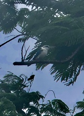 Todiramphus albicilla