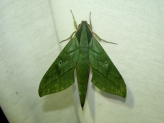 Xylophanes belti