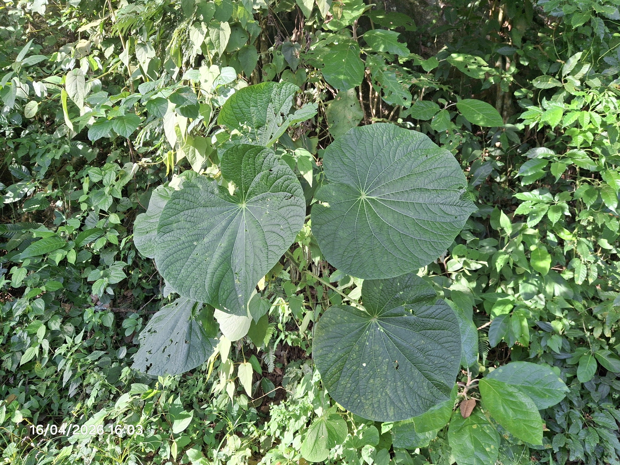 Piper umbellatum