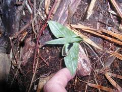 Xylophanes belti