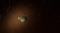 Ranoidea novaehollandiae