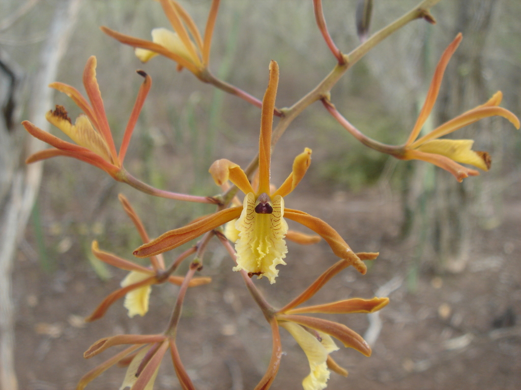 Myrmecophila wendlandii