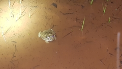 Ranoidea novaehollandiae