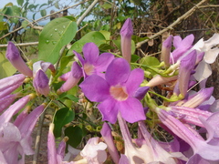 Bignonieae