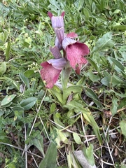 Serapias neglecta