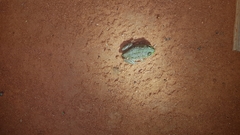 Ranoidea platycephala