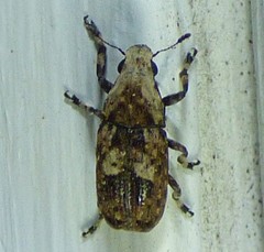 Euparius