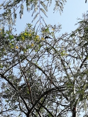 Eupsittula nana