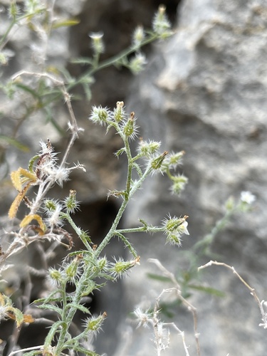 Johnstonella racemosa observed 2026-04-10