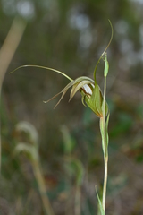 Pterostylis ampliata