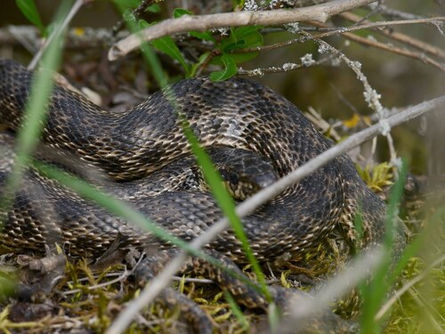East-Four-lined Ratsnake