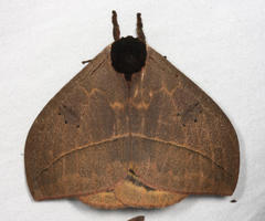Automeris belti