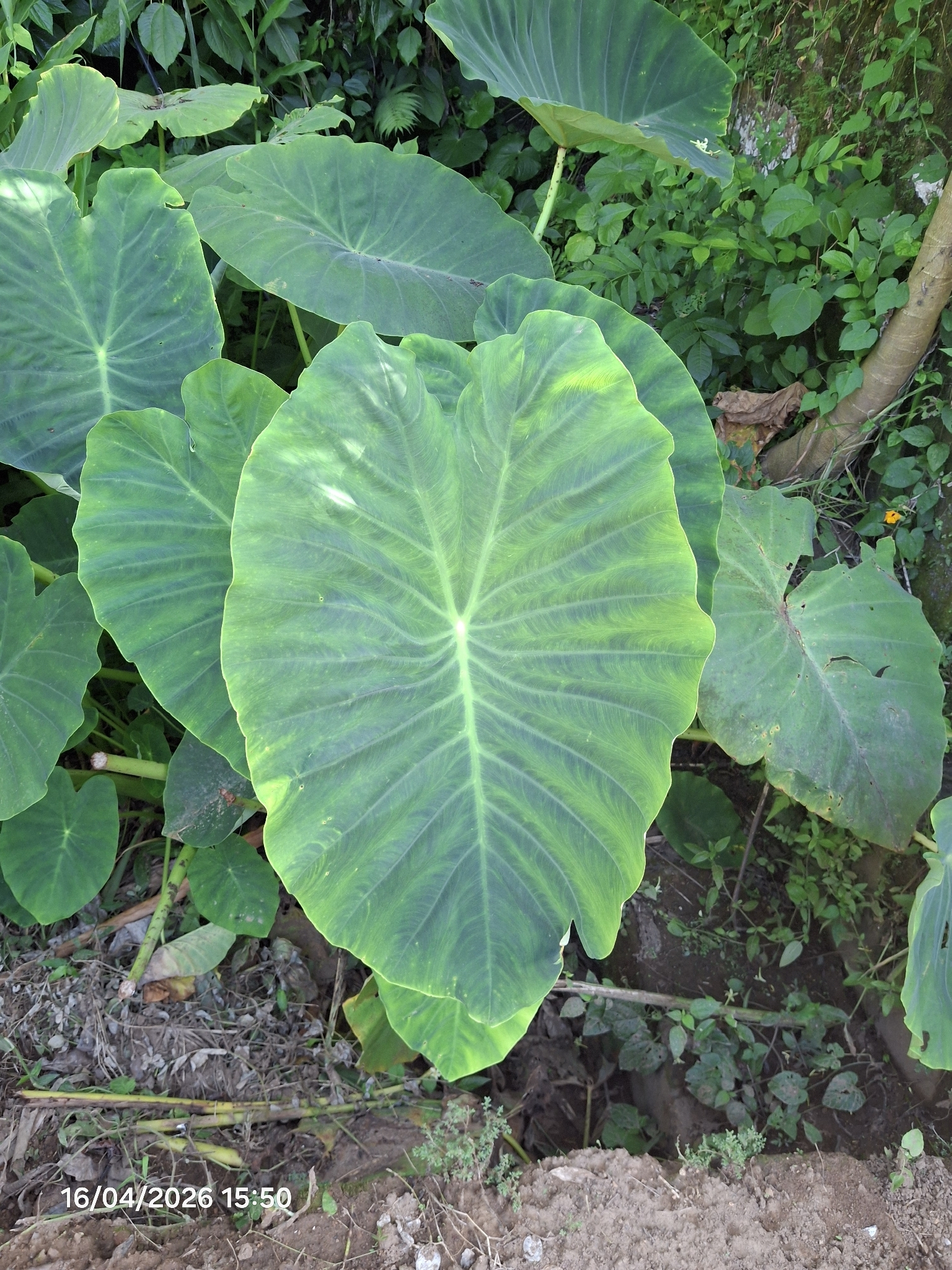 Colocasia esculenta