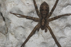 Acanthoctenus