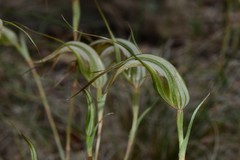 Pterostylis ampliata