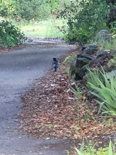 iNaturalist observation photo of American Crow