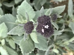 Eriodictyon traskiae