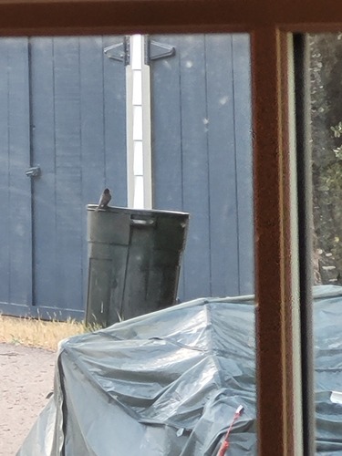 iNaturalist observation photo of Black Phoebe