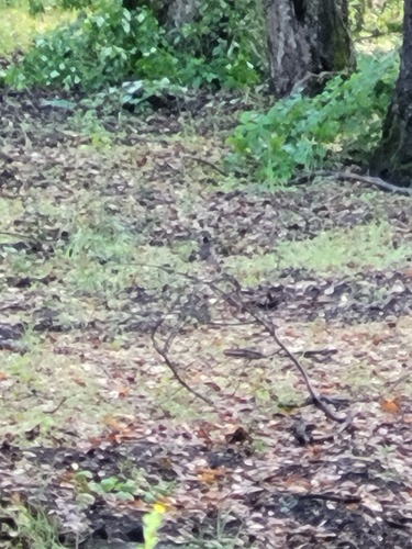 iNaturalist observation photo of Black Phoebe