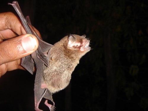 Mesoamerican Common Mustached Bat