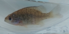 Lepomis gibbosus