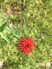 Pimelea punicea