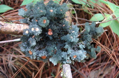 Leptogium phyllocarpum