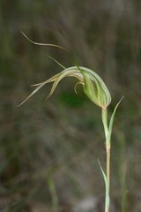 Pterostylis ampliata