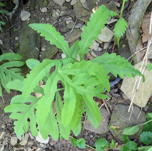 sensitive fern
