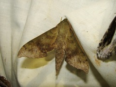 Xylophanes germen