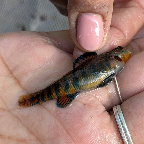 Rainbow Darter