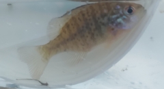 Lepomis gibbosus