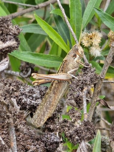 iNaturalist observation photo of Gray Bird Grasshopper