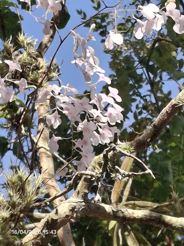 Ionopsis utricularioides, photograph 6
