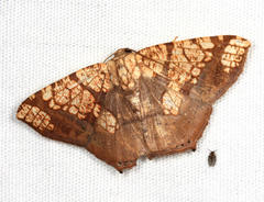 Nematocampa completa