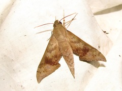 Xylophanes germen