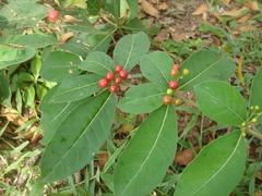 Rauvolfia