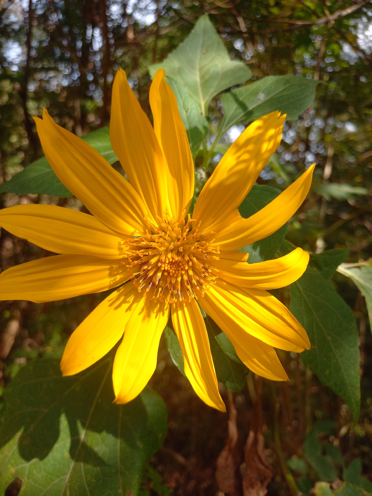 Tithonia diversifolia