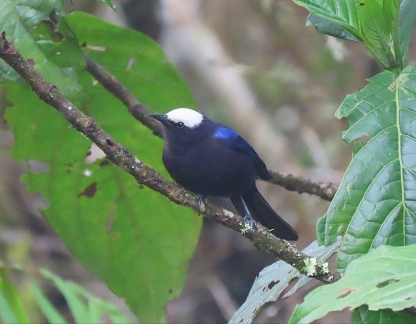 Capped Conebill